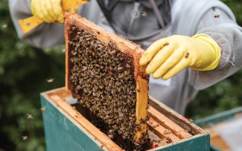 Bee keeping – honey