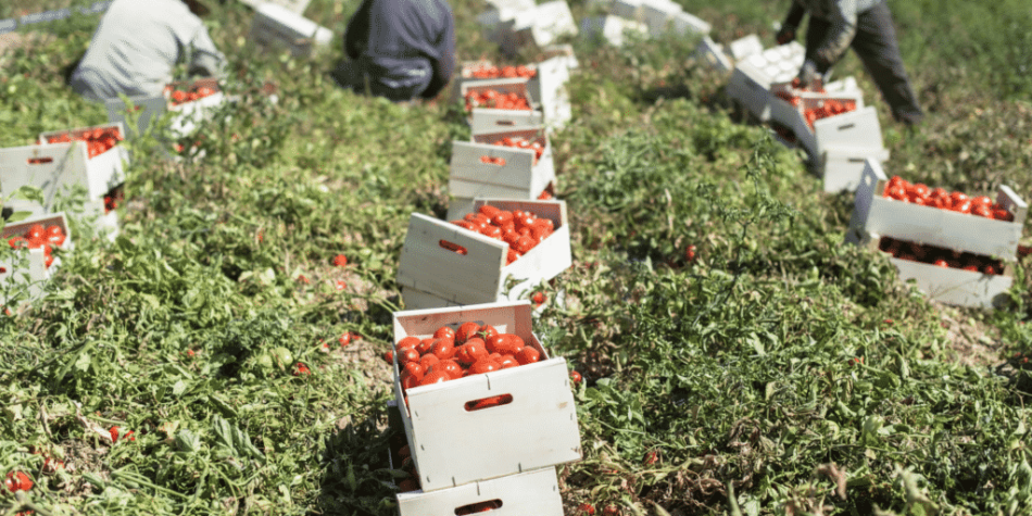 The Tomato Conundrum*