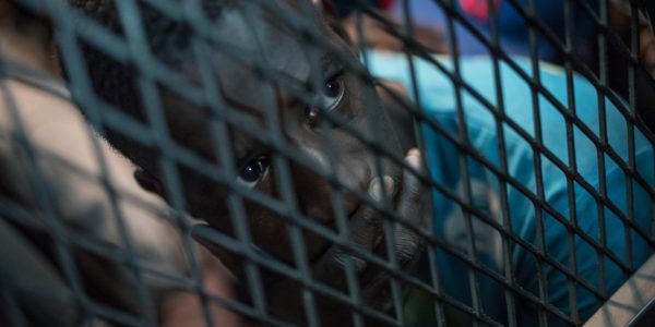 Mass Deportations Looming: Saudi Arabia gears up to expel millions of migrants…again